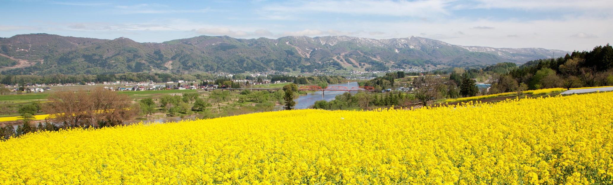 菜の花公園（横長トリミング）.jpg